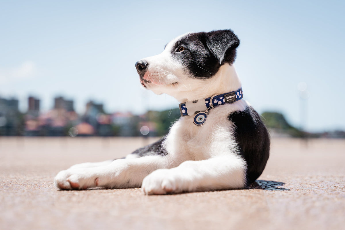 Ten Common Household Hazards That Are Toxic to Dogs