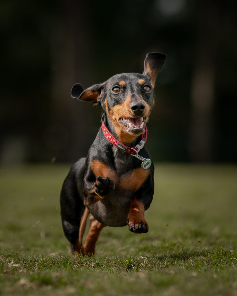 Dog Parks: Are They Safe For Your Dog?