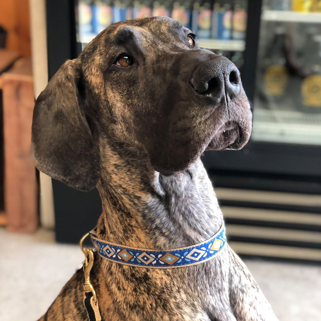 Senior Dog Wearing the Up Country Aztec Blue Dog Collar