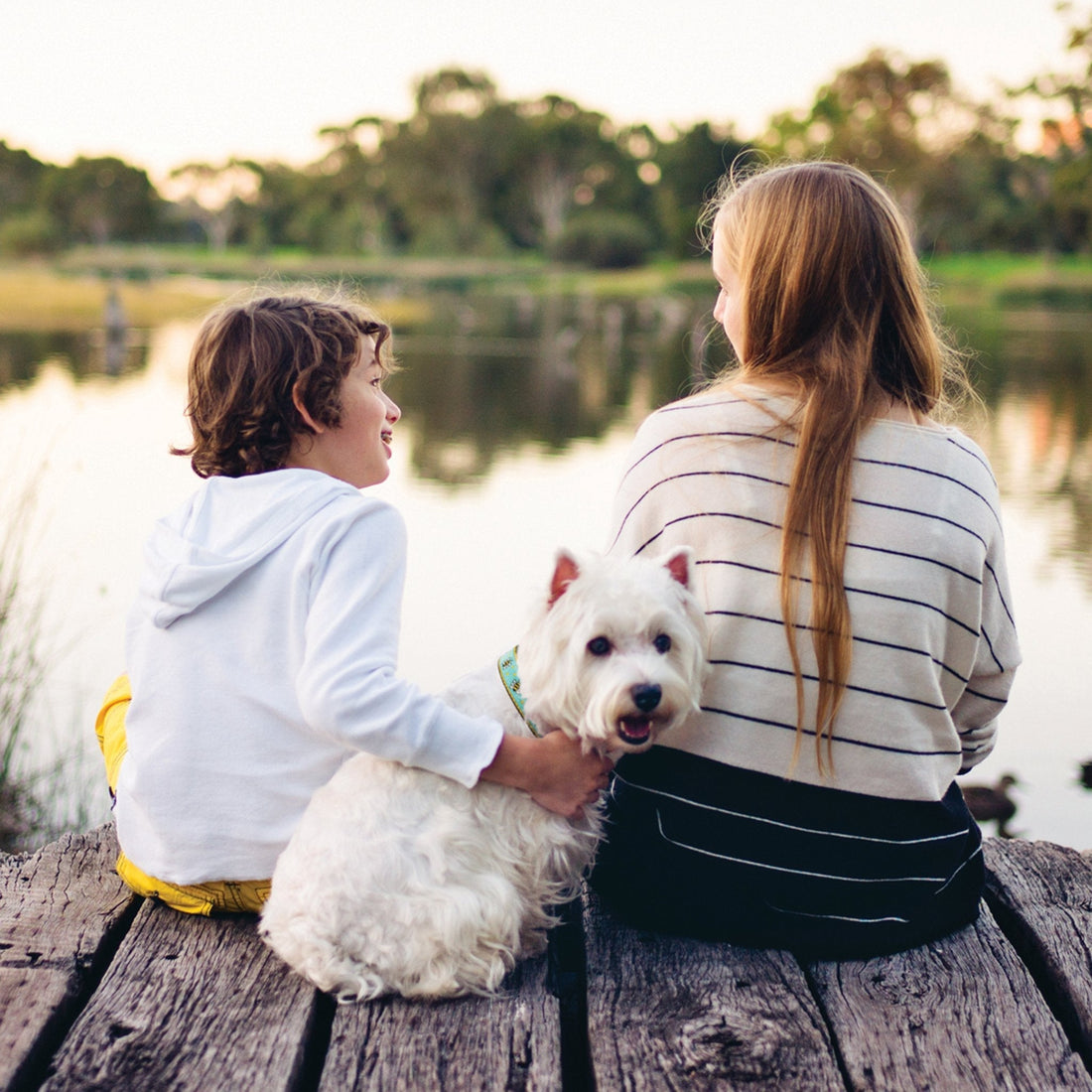 Your Dog's Summer Survival Guide