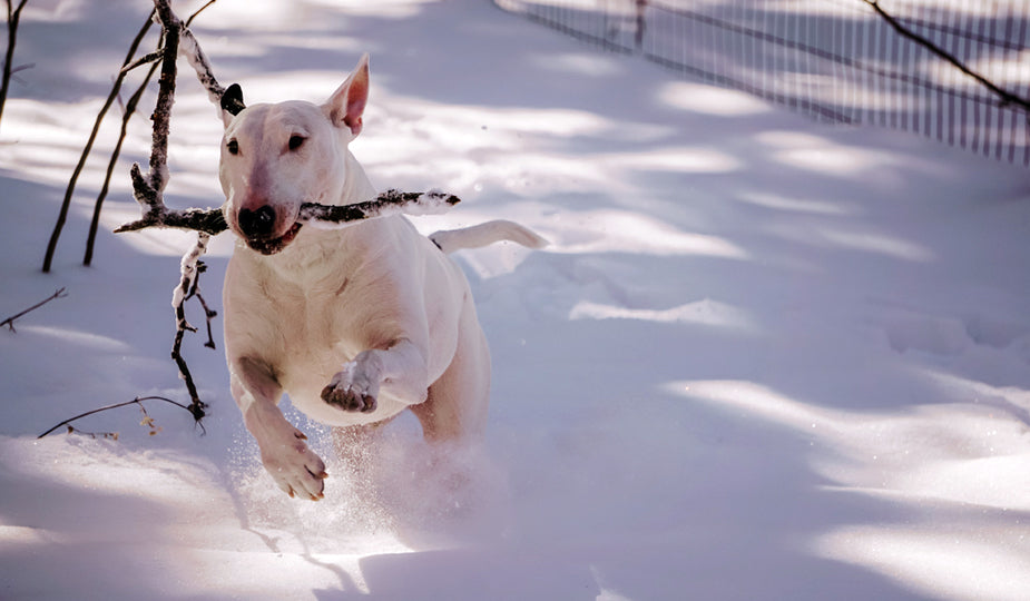 Planning An Eco-Friendly Holiday For Dogs