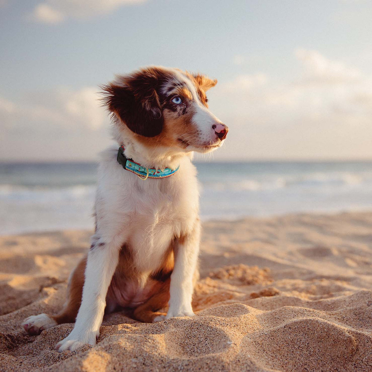 The Ultimate Puppy Starter Guide: The First 24 Hours With Your Puppy