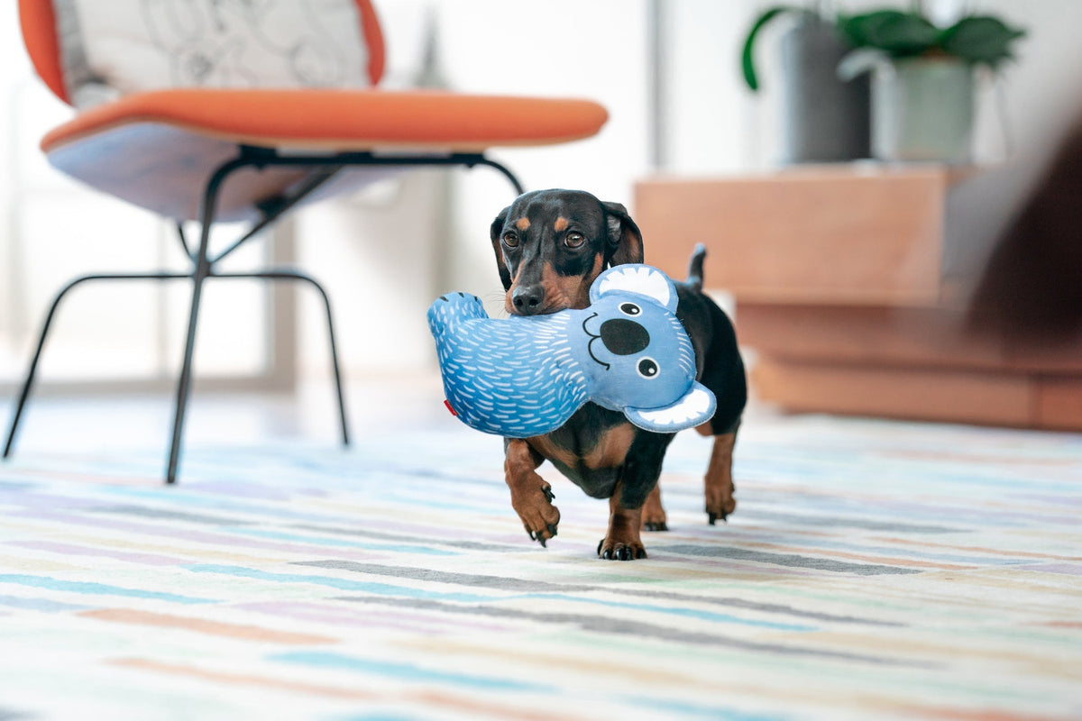 Why Your Puppy Chews Everything (And What Helps)