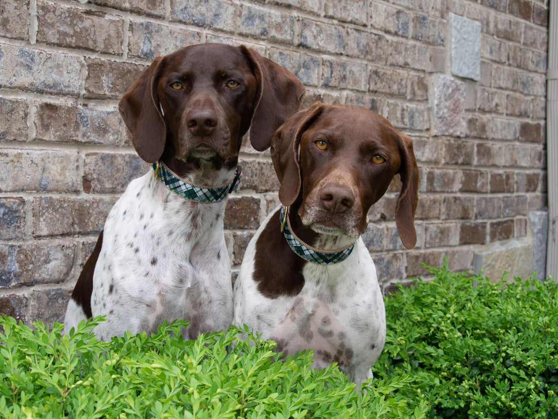 Ask A Trainer: How To Introduce Two Dogs To Each Other