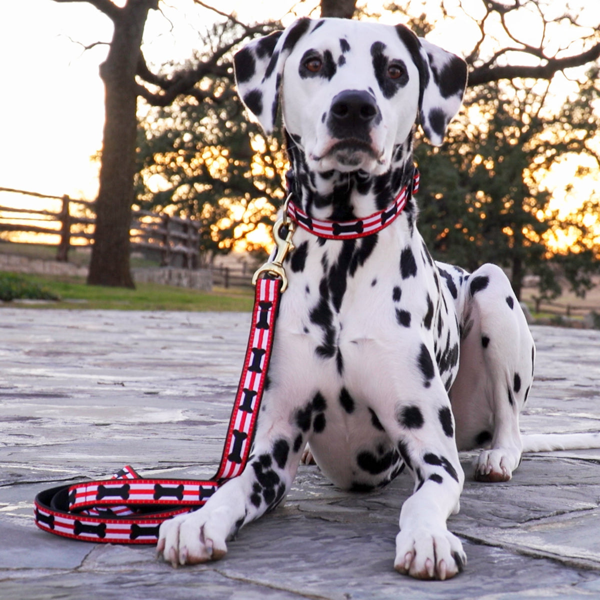 Teaching Your Dog to "Get Back"