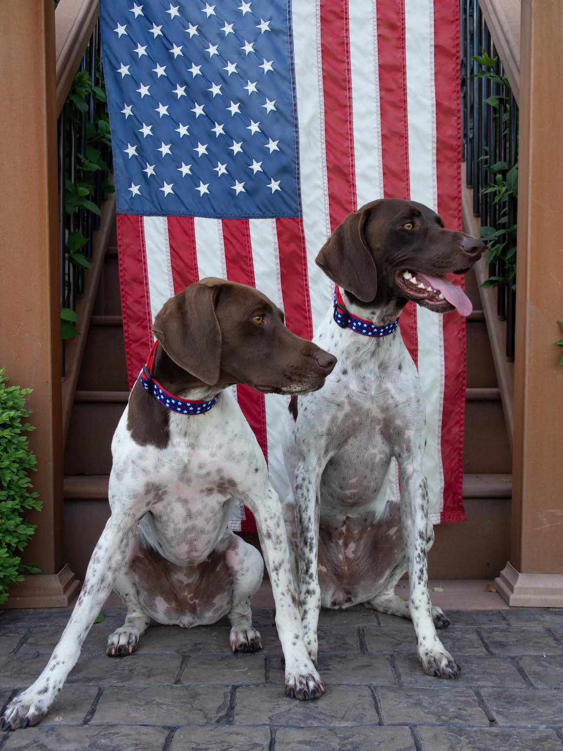 Up Country Stars and Stripes Dog Collar