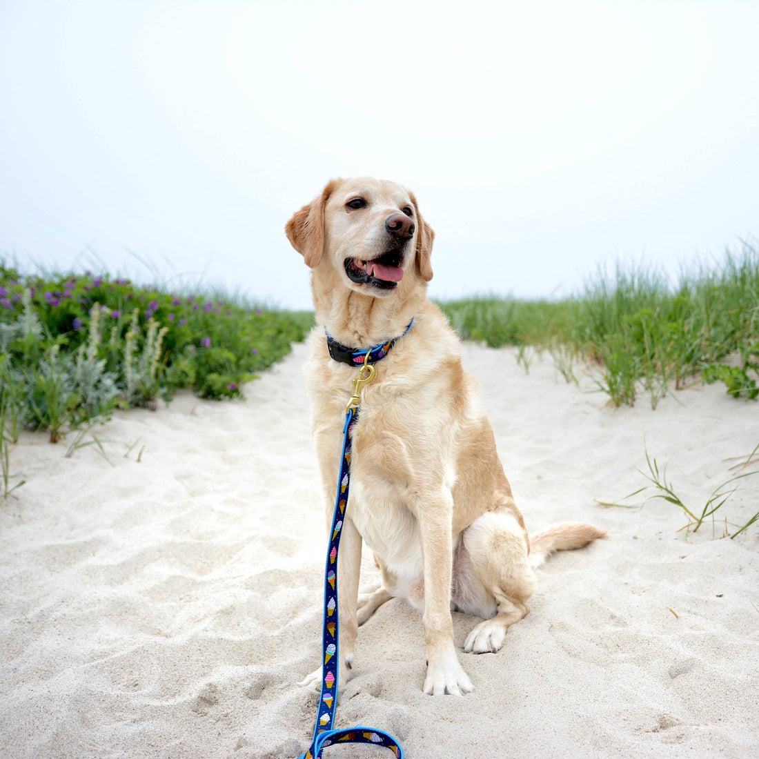 Dog Leash Safety: Making Sure Things Don't Go Wrong on a Walk