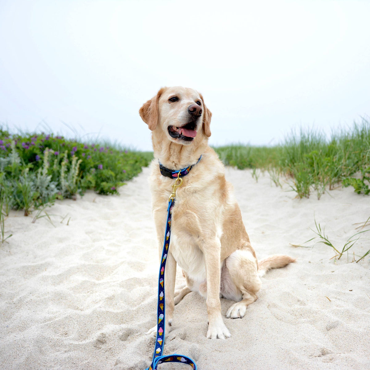 Dog Leash Safety: Making Sure Things Don't Go Wrong on a Walk