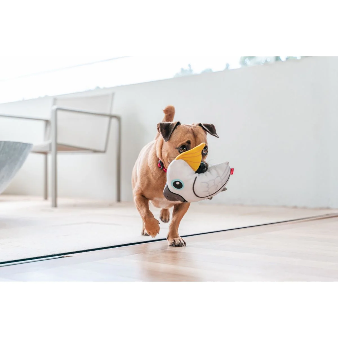How To Teach Your Dog To Fetch