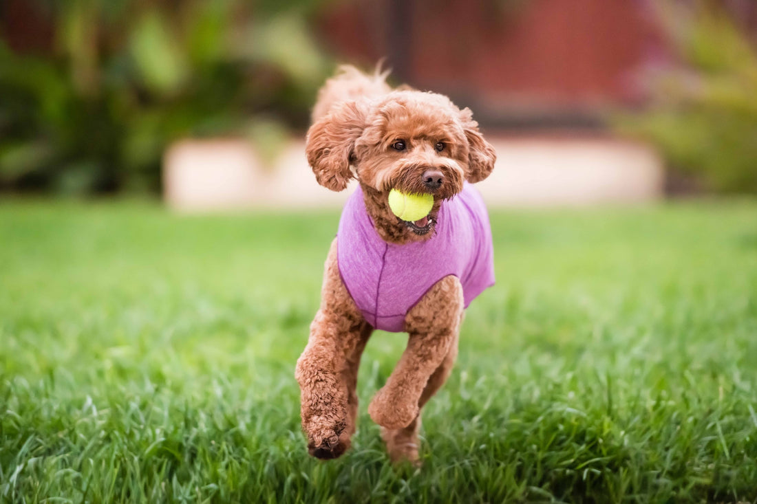 Keeping Dogs Cool in Summer: Why a Sun Shield T-Shirt Actually Works