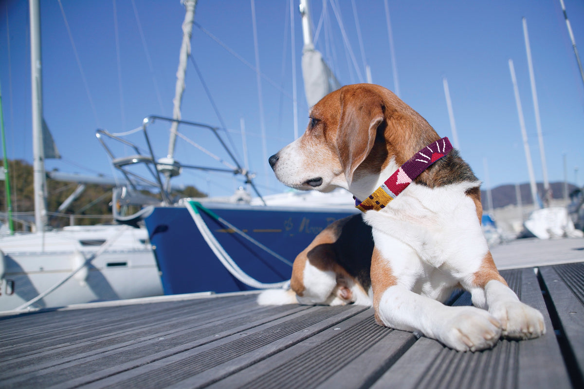 Stylish Dog Collars from PupLife