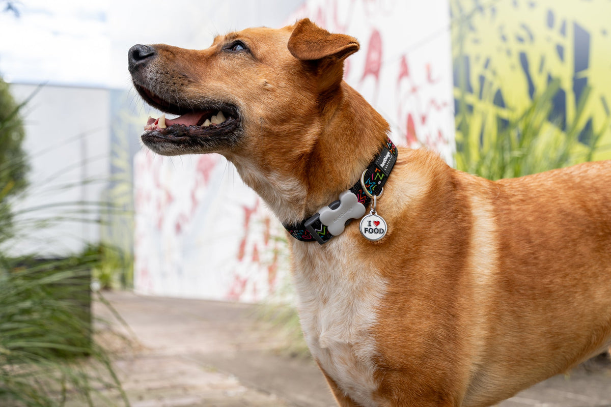 Stainless Steel Dog Tags