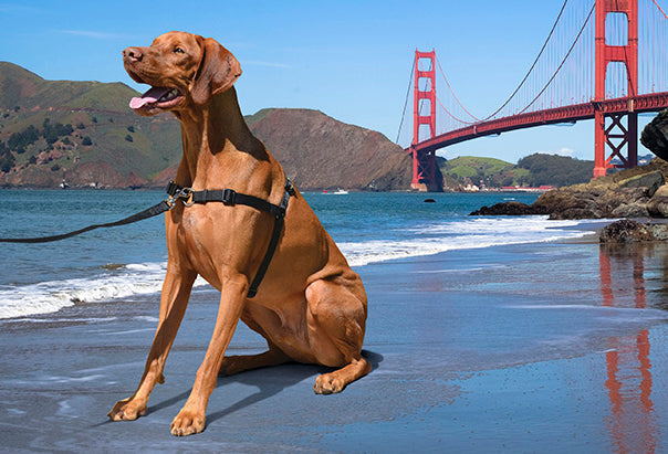 Dog Harnesses: No-Pull & Vest Styles for Every Dog - PupLife