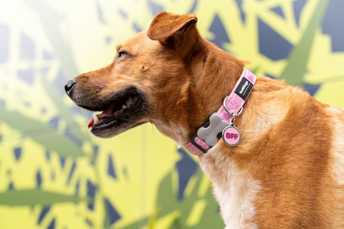 Dog wearing pink-and-blue enamel BFF stainless steel pet tag on collar