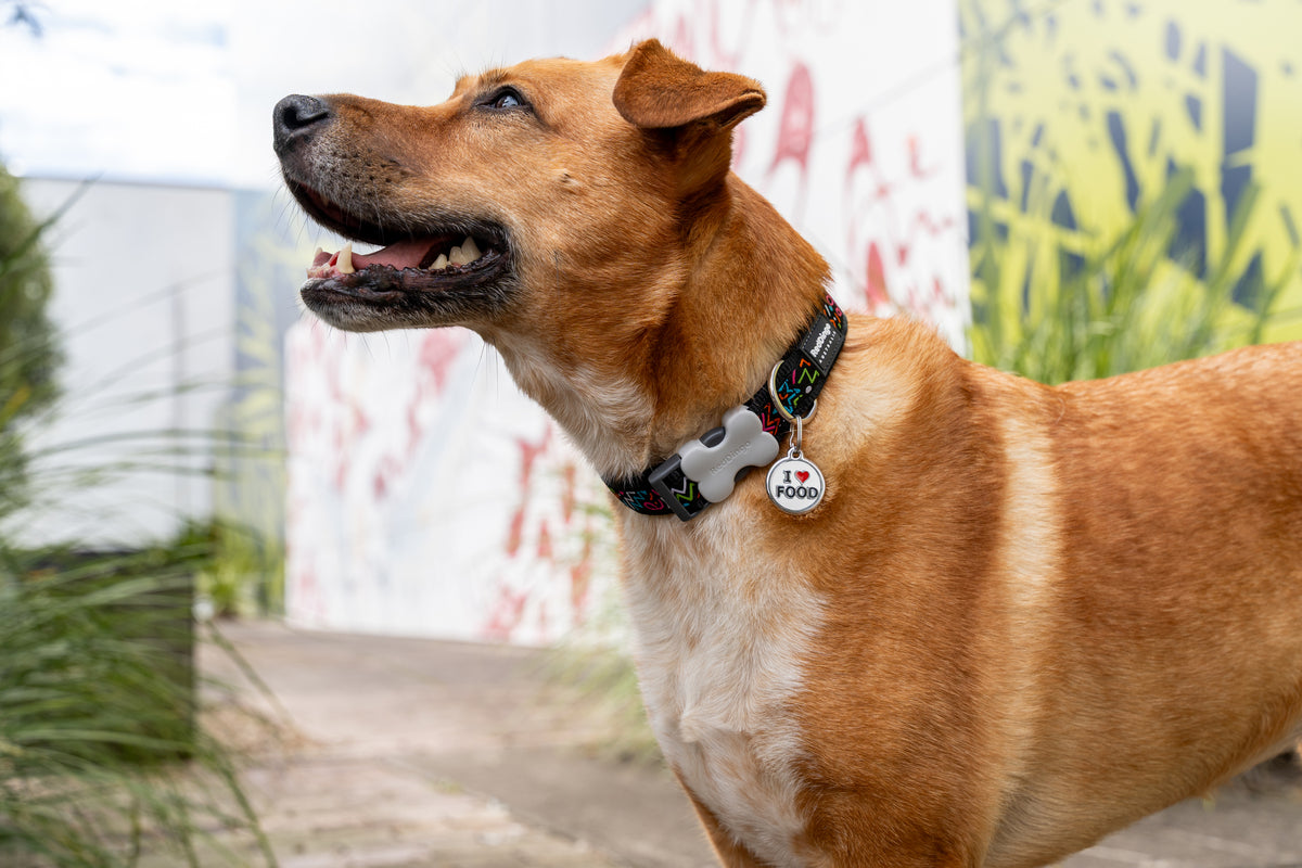 Round stainless steel dog tag on collar with red heart enamel and 'I ♥ FOOD'.