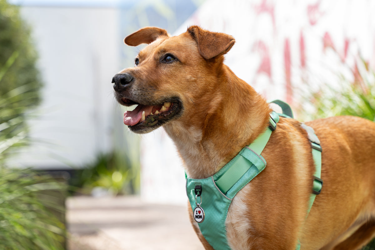 Dog wearing a green harness