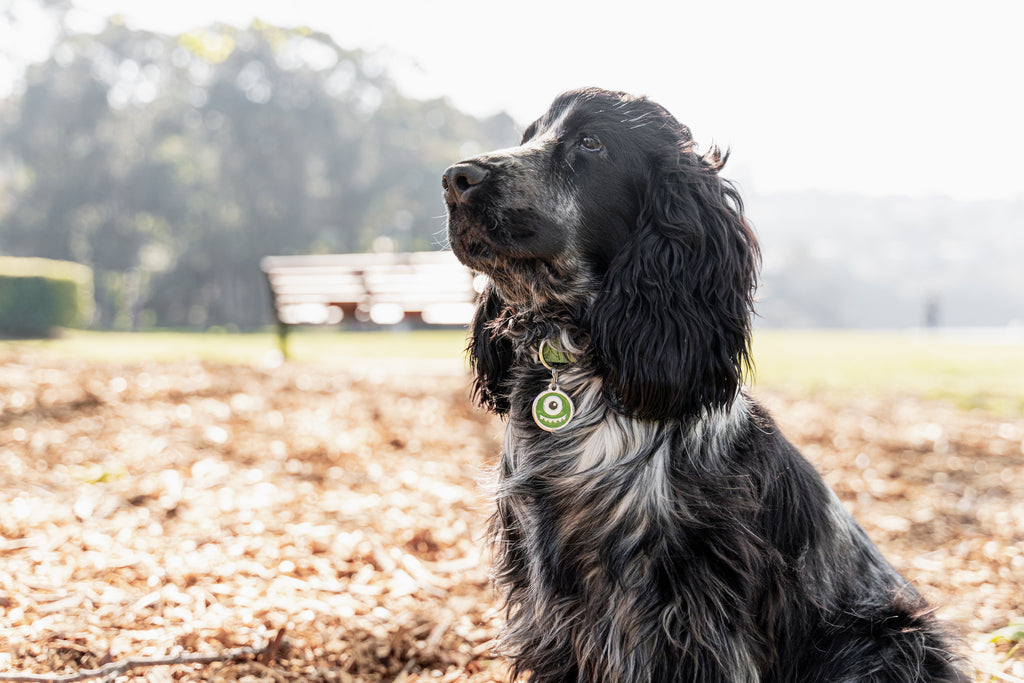 Dog wearing a round green enamel monster stainless steel ID tag on its collar