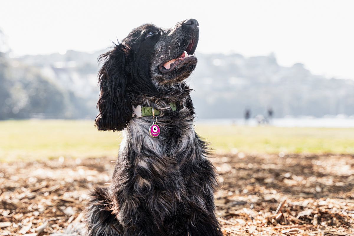 Black dog wearing pink monster enamel stainless steel ID tag with round eye