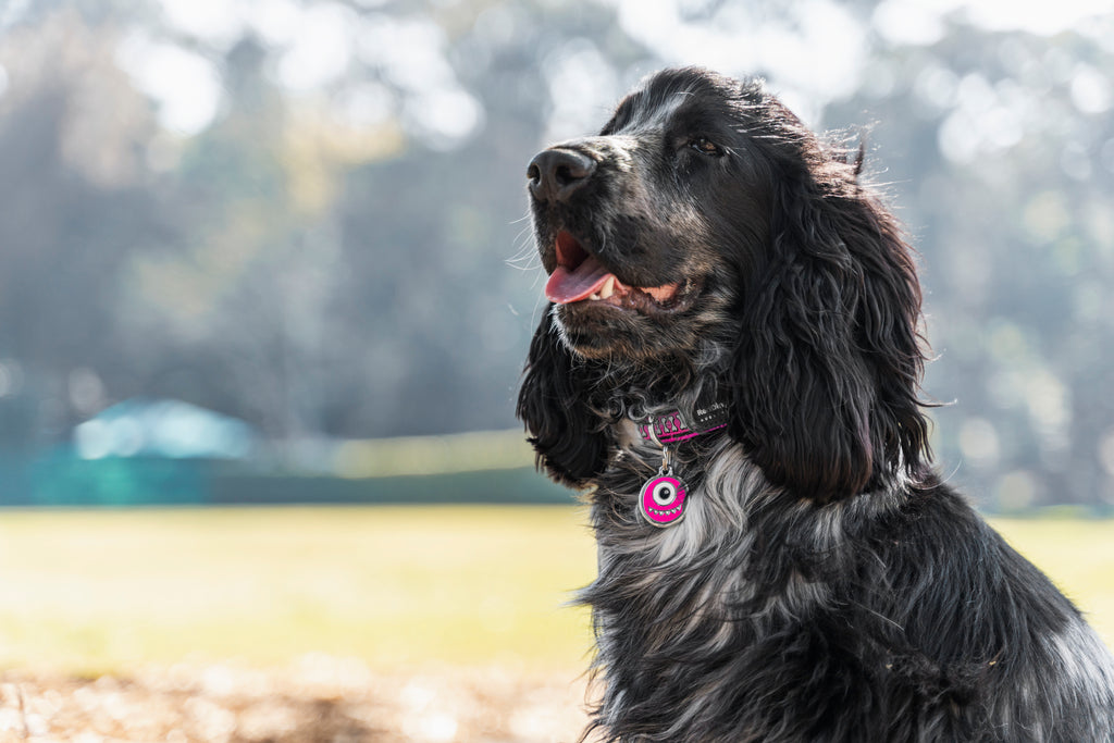 Black dog with pink monster enamel stainless steel ID tag, eye emblem visible
