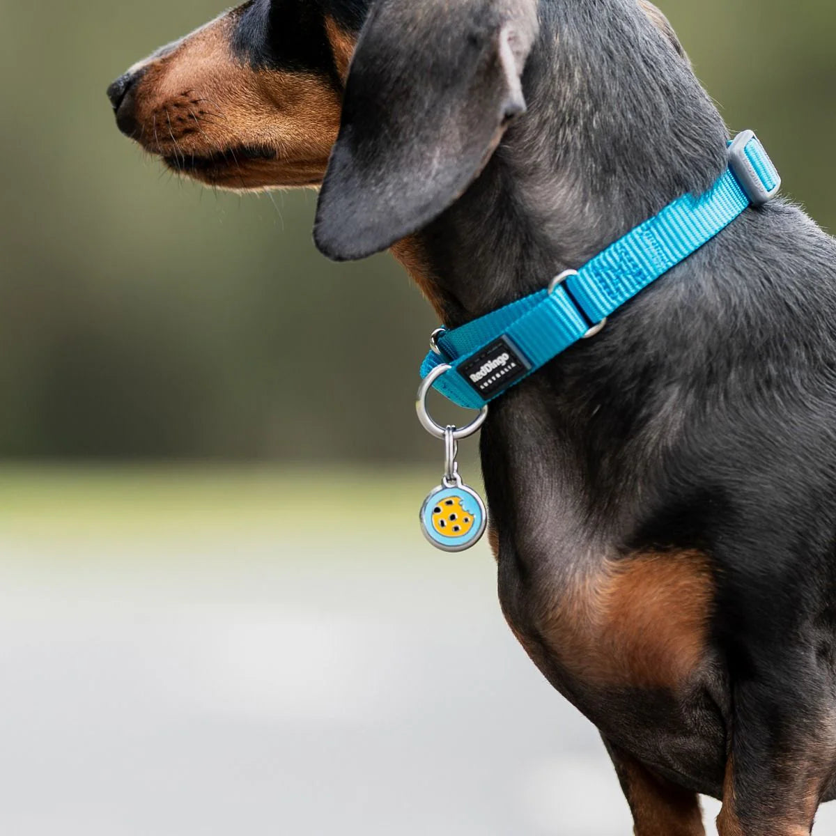 Dog wearing blue collar with round stainless ID tag featuring blue enamel cookie