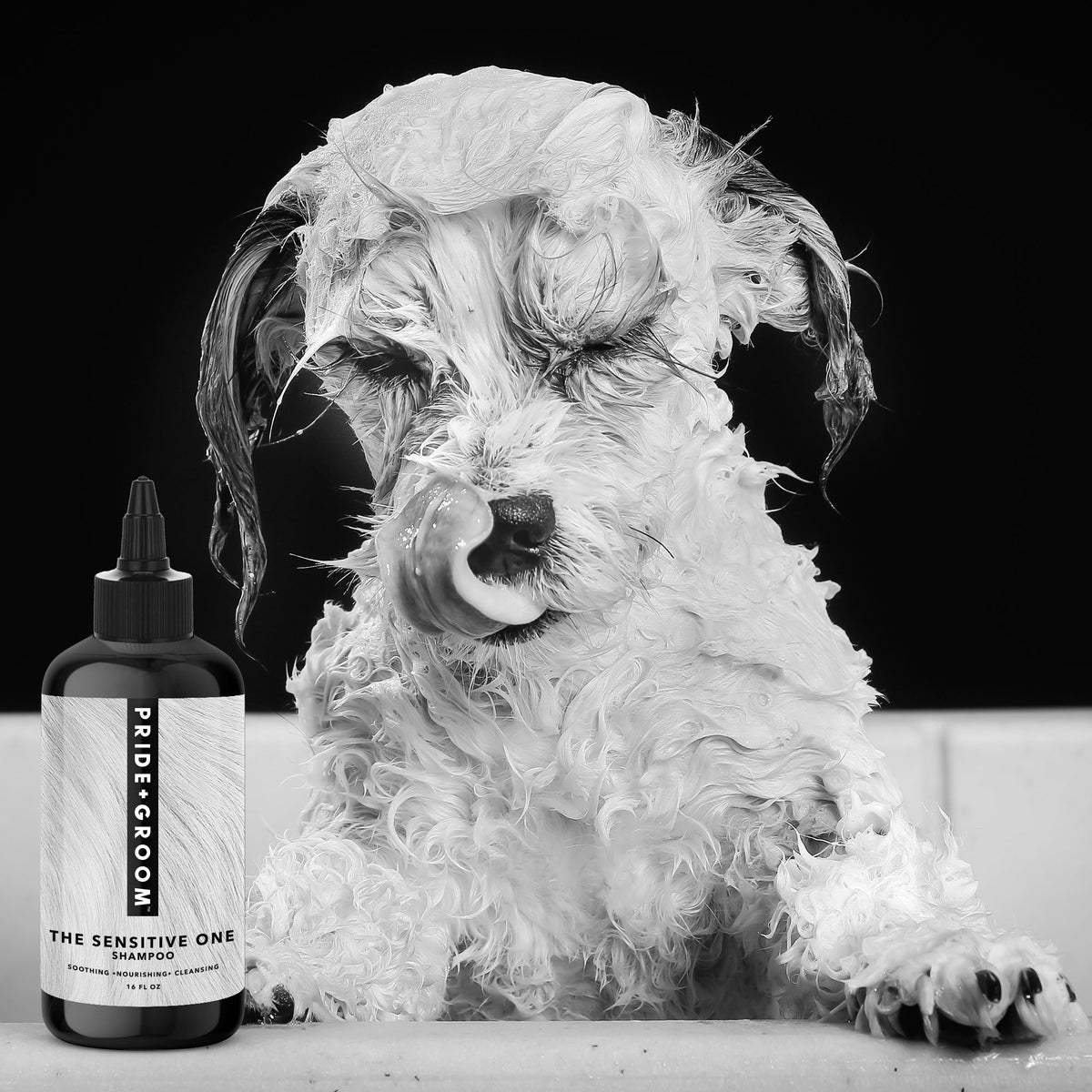 Curly white dog resting beside hypoallergenic shampoo bottle with dropper