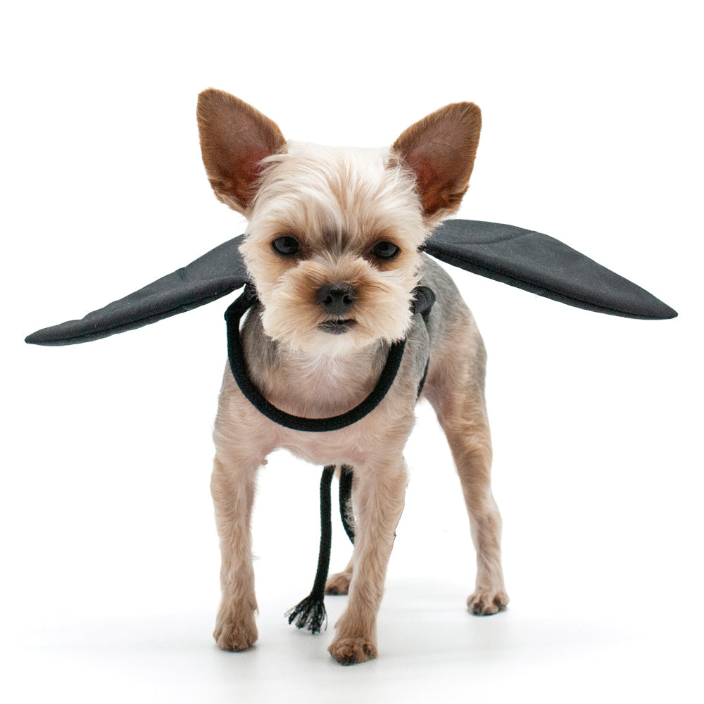 Black dragon wings dog Halloween costume with soft fabric bat-like wings