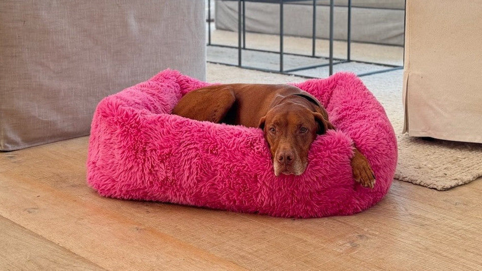 Pink plush dog bed with low rim; brown dog resting inside, rectangular bolstered design