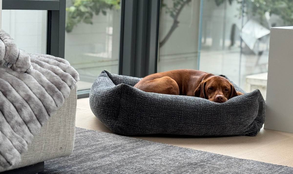 Dark gray woven dog bed with raised bolsters; dog lying inside