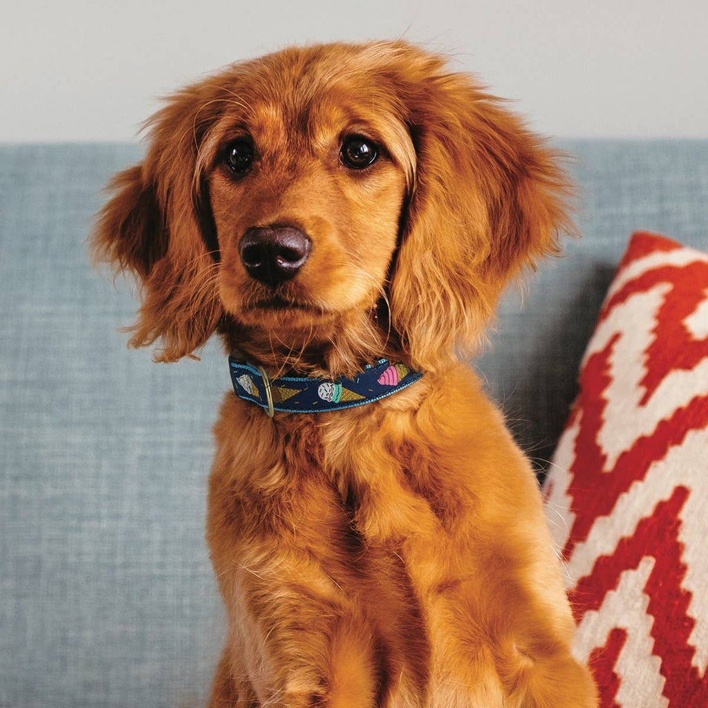 Blue dog collar with ice-cream print on a golden retriever