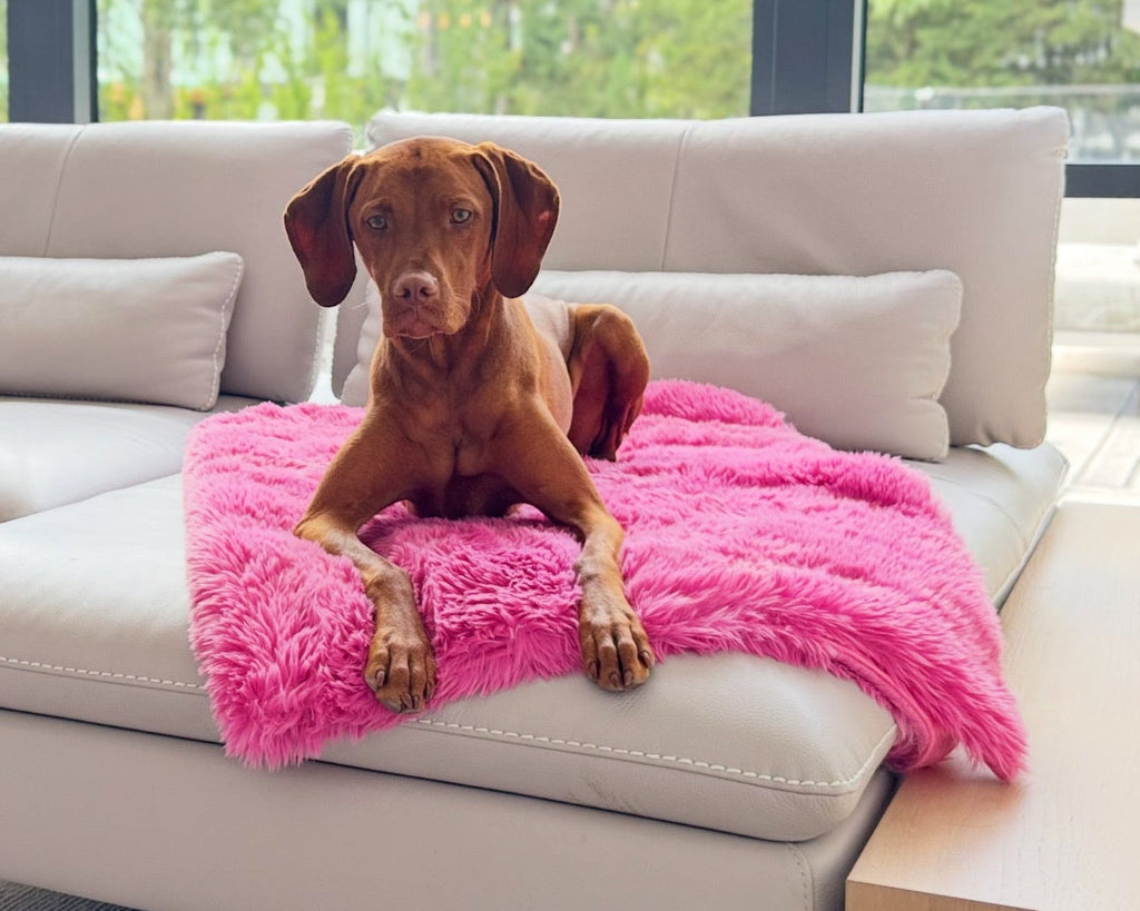 Bright pink faux fur dog blanket on sofa, dog sitting on the blanket