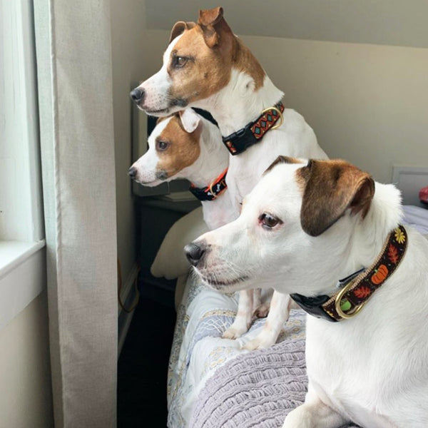 Halloween-themed dog collar with colorful ghost pattern, worn on dog neck