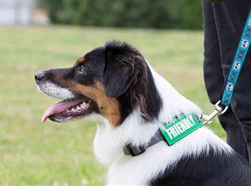 Dog wearing a green slide-on safety badge reading “FRIENDLY”