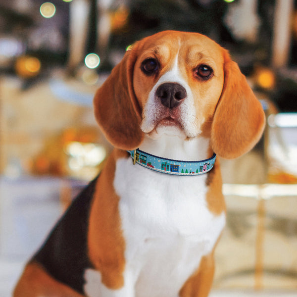 Beagle wearing blue Christmas city dog collar with gold buckle