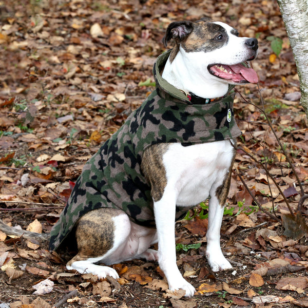 Dog wearing quilted camo coat with olive trim and snug collar, short length