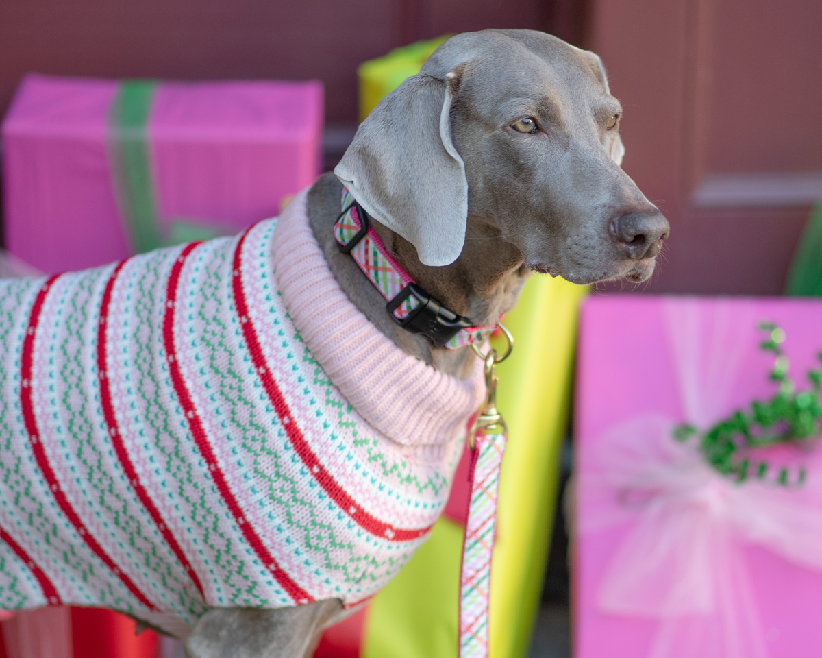 Dog wearing pink turtleneck knit sweater with green, red, and white Fair Isle stripes