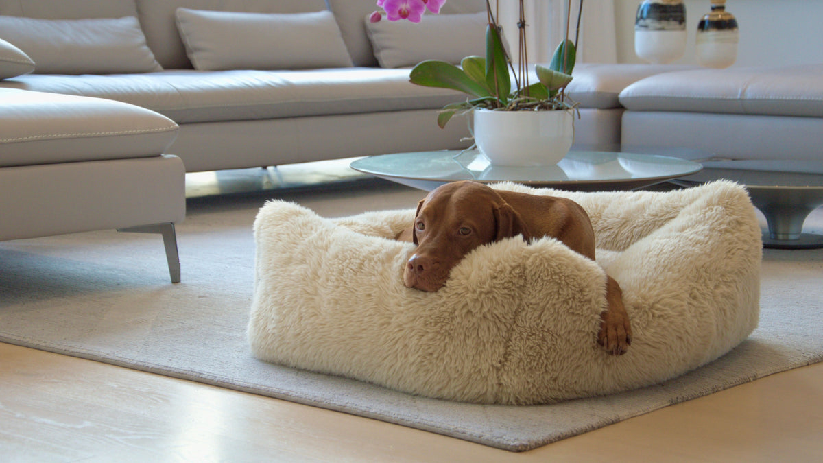 Fluffernutter dog bed with cream plush cover, dog curled inside