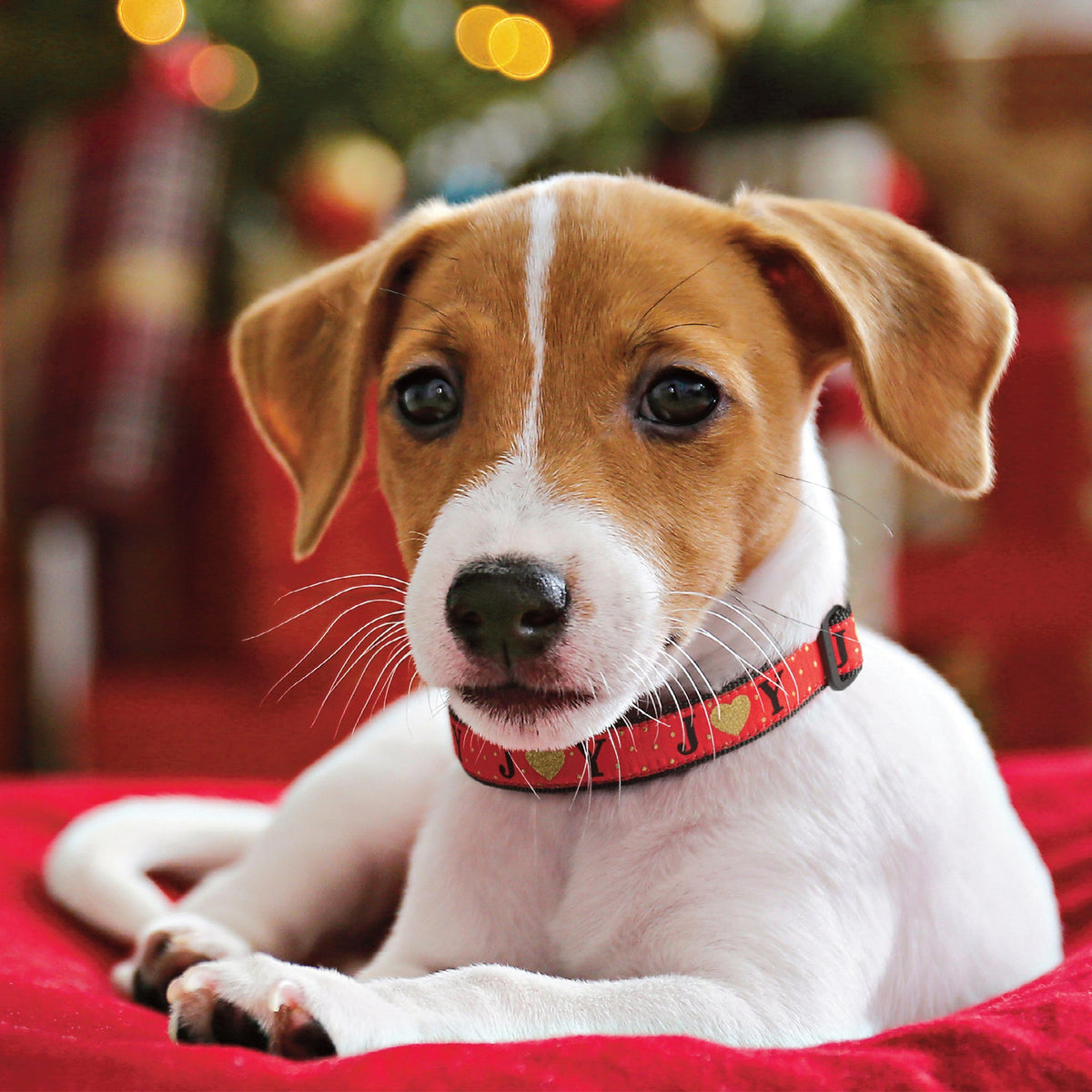 Dog wearing red holiday collar with heart and letter print and brass buckle, black strap