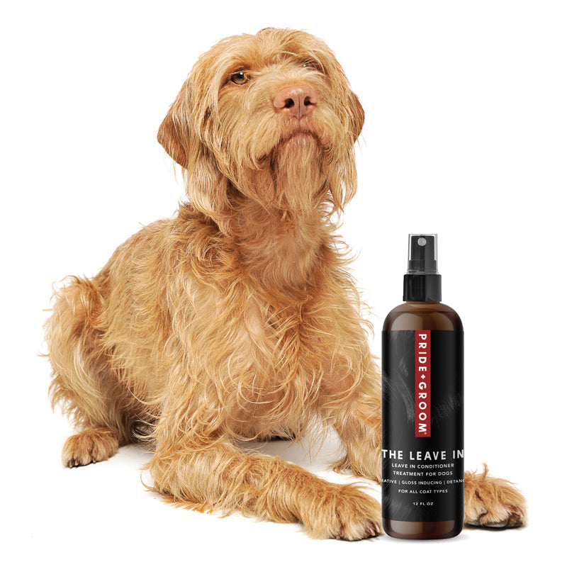 Long-haired tan dog beside THE LEAVE IN dog leave-in spray bottle