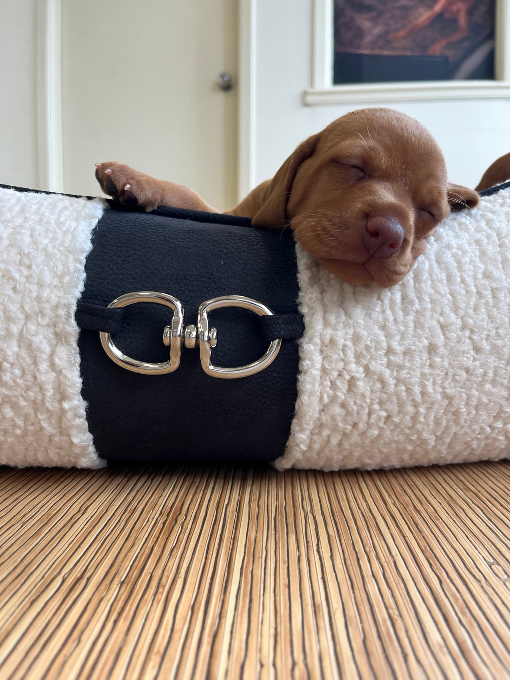 Ivory faux sheepskin dog bed with dark side panel and buckle; puppy resting