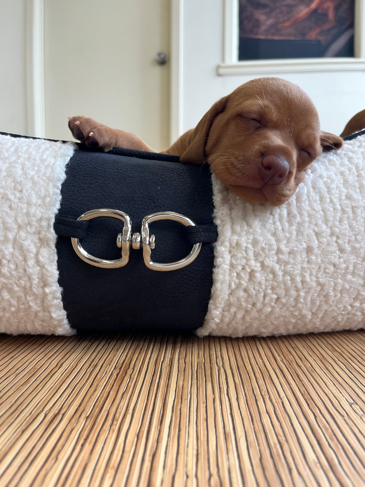 Ivory faux sheepskin dog bed with dark side panel and buckle; puppy resting