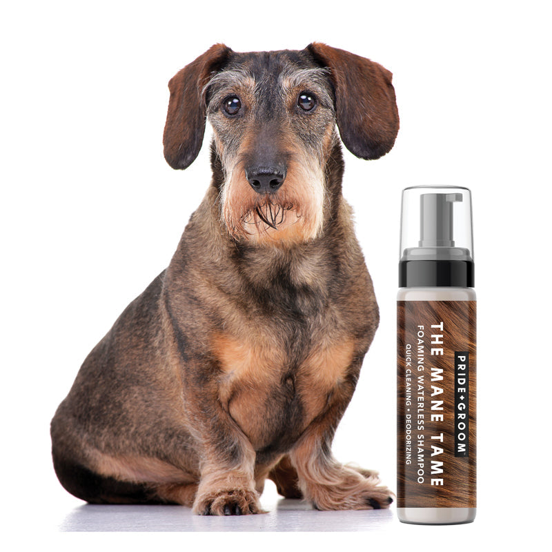 Waterless grooming shampoo bottle with pump beside sitting brown dog