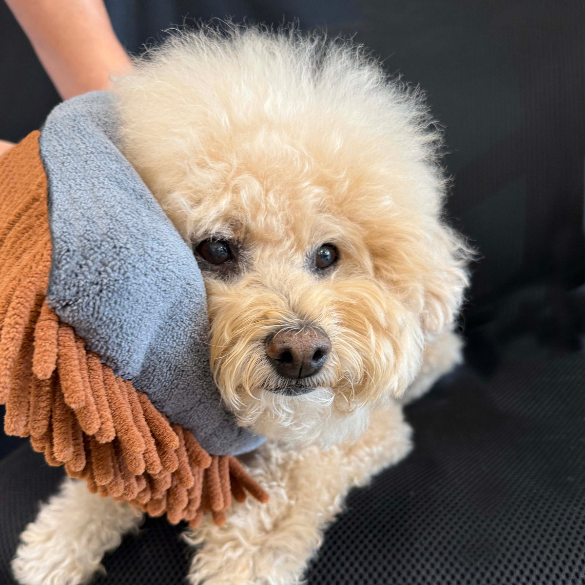 Dual-sided microfiber grooming mitt in gray and brown on a small fluffy dog