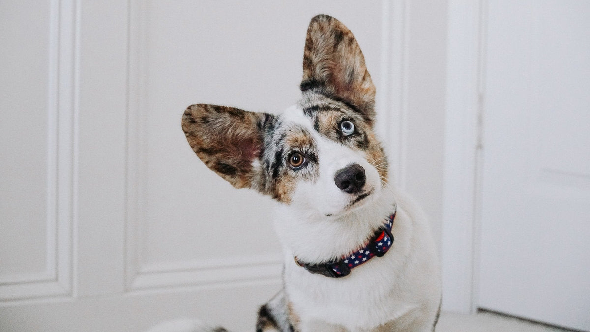 Star-spangled dog collar on dog, red-and-blue fabric with star pattern and buckle