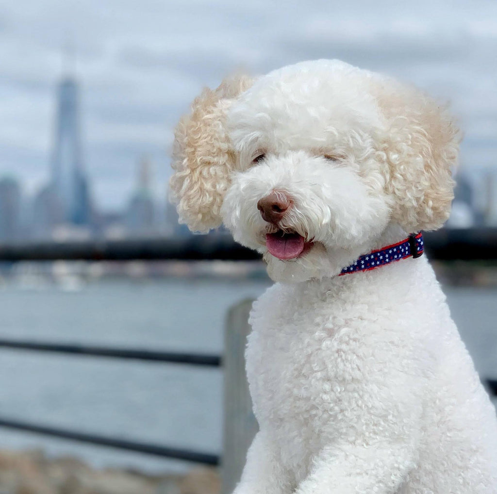 White dog wearing star-spangled red-and-blue collar with small metal buckle