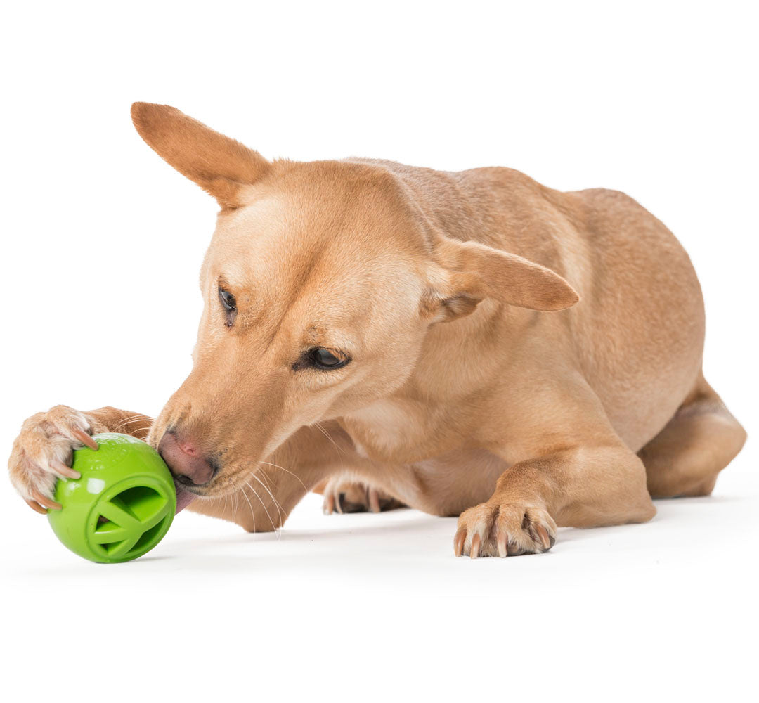 Dog playing with a bright green paw-toy ball