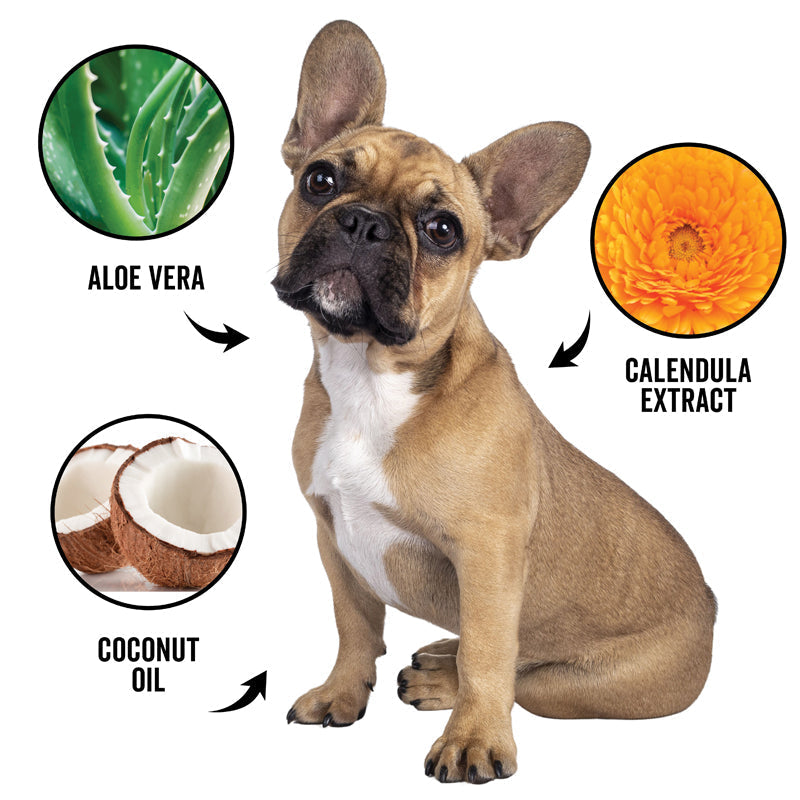 Dog shampoo benefits graphic with aloe vera, calendula extract, and coconut oil icons