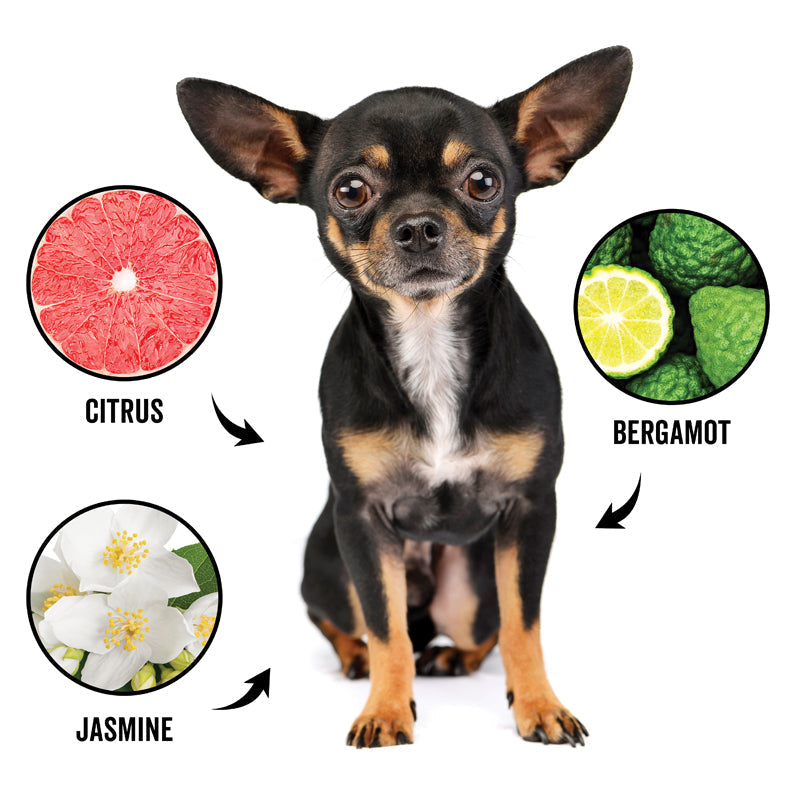 Dog portrait with citrus, bergamot, and jasmine deodorizing scent icons