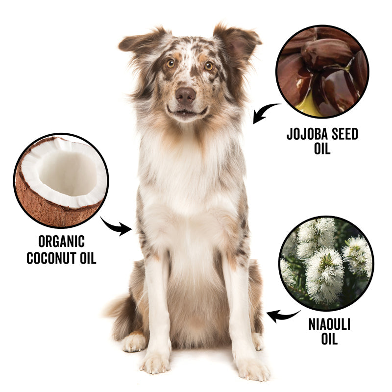 Dog with icons for organic coconut, jojoba seed oil, and niouli oil