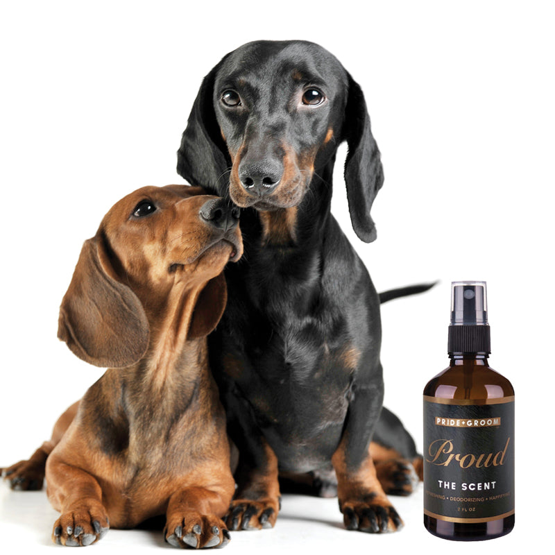 Pet perfume spray with amber bottle beside two seated dogs, Proud The Scent label