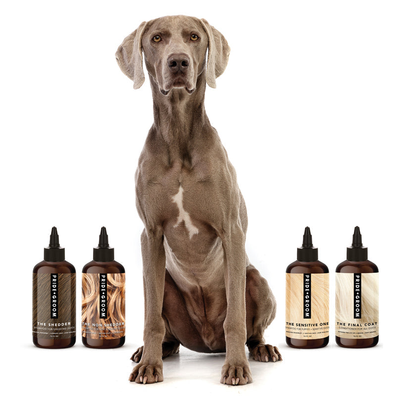 Dog with PRIDE+GROOM shampoo sample pack: 4 dark bottles with black pump caps